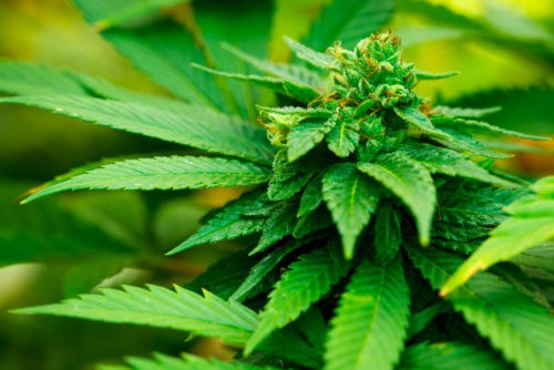 CBD Oil Side 
      Effects Grants Pass 
      OR 97527